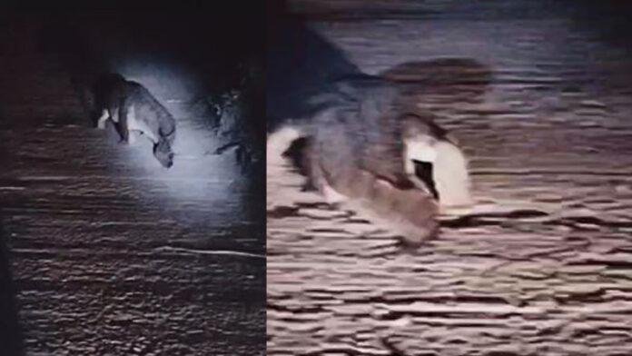 Crocodile गांव में घुसा मगरमच्छ, रात भर परेशान रहे ग्रामीण, सूचना के बाद भी वन विभाग बेखबर