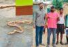 Ranchi : रंग सफेद आंखे लाल, यहां मिली दुर्लभ प्रजाति का एल्बिनो धामण...