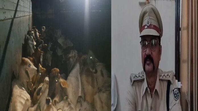 भाजपा कार्यकर्ताओं ने पुलिस के सहयोग से 2 ट्रक से पकड़े कई मवेशी गाय