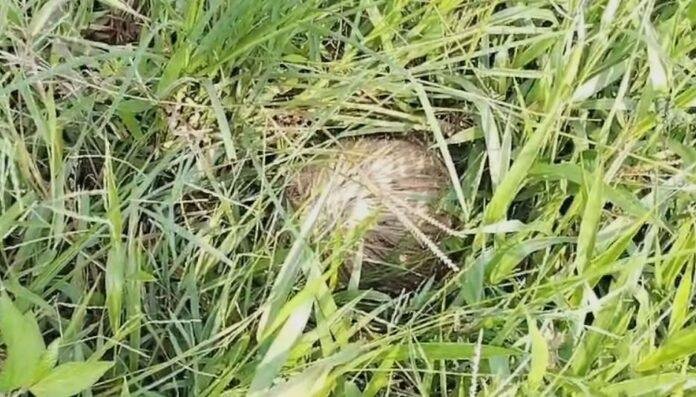 Dhanbad : बाघमारा में जिंदा बम मिलने से मचा हड़कंप, लोगों में उबाल...