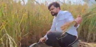 श्रावस्ती में डीएम की धान काटने का वीडियो सोशल मीडिया पर हुआ वायरल।