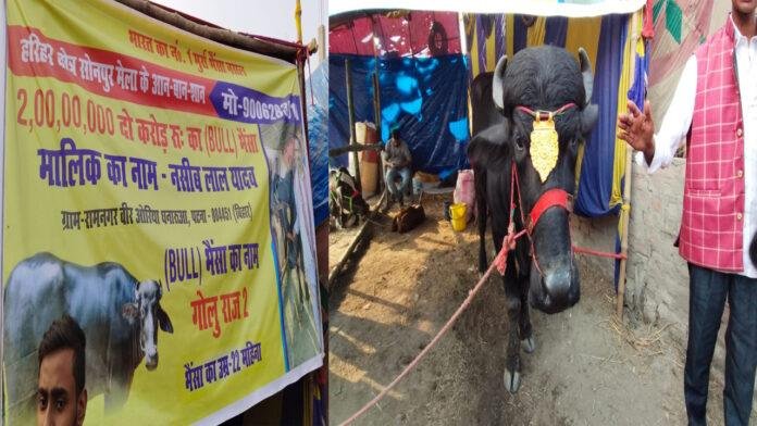 सोनपुर मेला में आकर्षण का केंद्र बना हुआ है 2 करोड़ का भैंसा