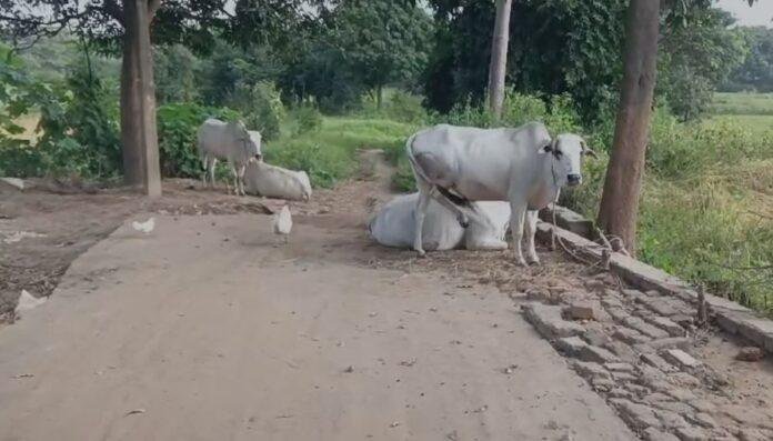 Dhanbad : खाट पर जिंदगी, मूलभूत सुविधाओं से भी वंचित है ये जगह...