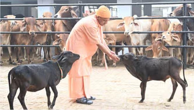गोरखनाथ मंदिर में गोसेवा में तल्लीन दिखे CM Yogi गोरखनाथ मंदिर में शनिवार सुबह गोसेवा में जुटे सीएम योगी।