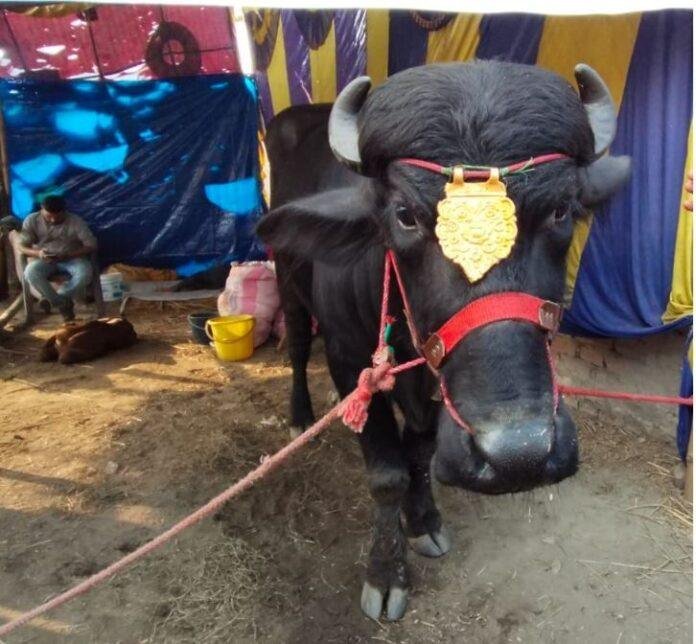 सोनपुर मेला: 2 करोड़ का भैंसा बन रहा आकर्षण का केंद्र, ग्राहक न मिलने पर बेचने का इरादा बदलने की संभावना