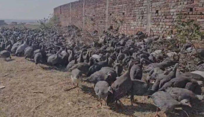 Hazaribagh : 600 रुपये में दो जोड़ा, ऐसा क्या है खास जो इस मुर्गी की है भारी डिमांड, पढ़ें पूरी खबर...