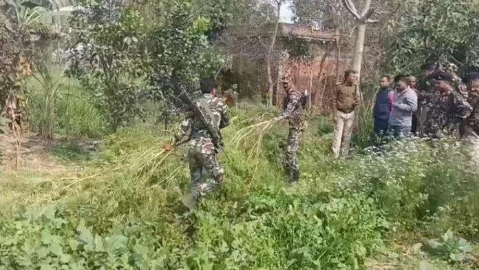जहानाबाद में हो रही थी गांजे की खेती, पुलिस ने मारा छापा