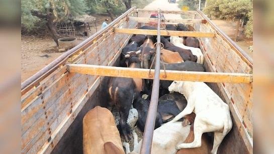ट्रक से भरे पशुओं को किया बरामद