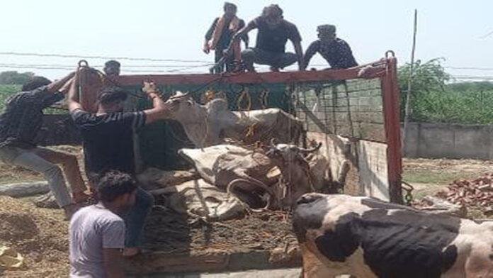 ट्रक से भरे पशुओं को किया बरामद