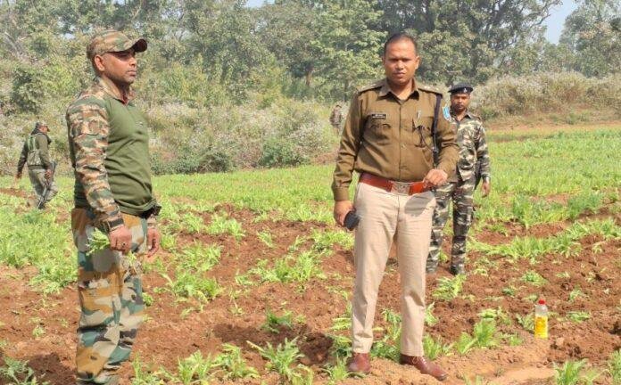 iw-min Ranchi पुलिस की बड़ी कार्रवाई, दशमफॉल क्षेत्र में अवैध अफीम की खेती पर चला ट्रैक्टर...