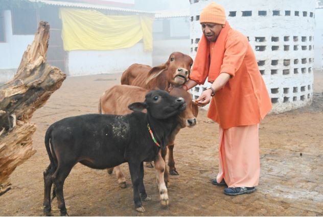 गोरखपुर में गौसेवा करते सीएम योगी 