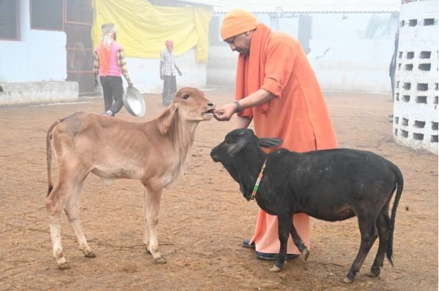 गोरखपुर में गौसेवा करते सीएम योगी 