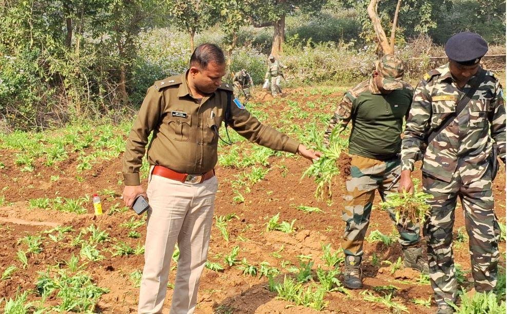 Ranchi :अफीम की खेती को नष्ट करती पुलिस