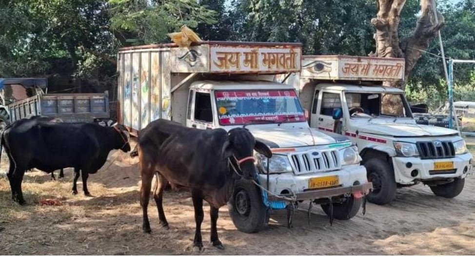 Giridih : बगोदर-सरिया रोड में मवेशियों से भरी दो वाहन जब्त, दो गिरफ्तार...