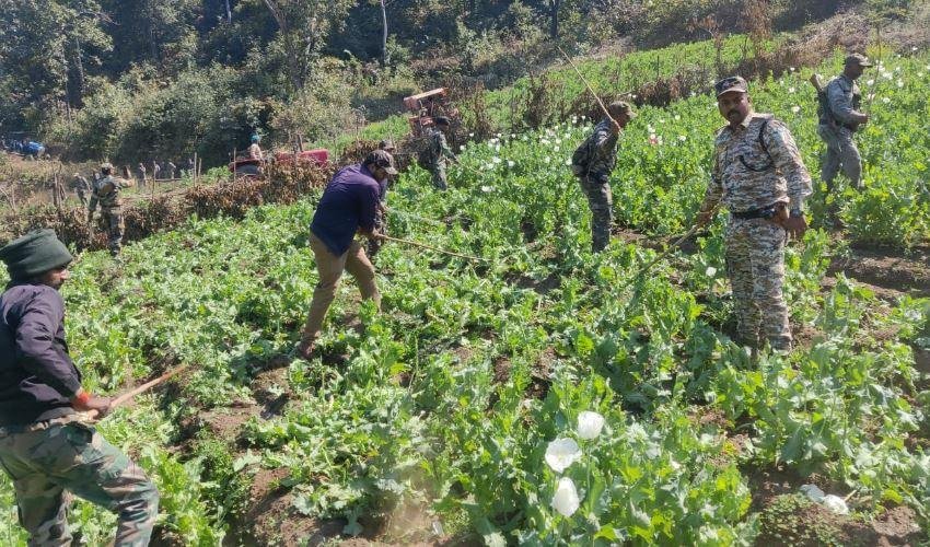 Hazaribagh : अफीम की फसल को नष्ट करती पुलिस