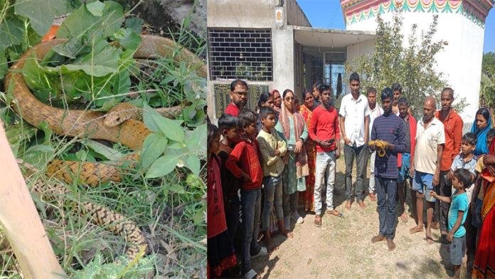 गिरीवरनाथ मंदिर परिसर में निकला विशाल सांप, पूजा अर्चना करने जुटी लोगों की भीड़