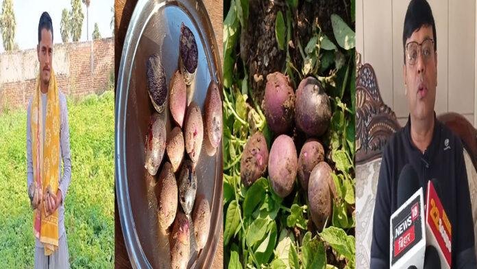 कमाल की है काले आलू की खेती : चंद हजार खर्च और करें लाखों की कमाई