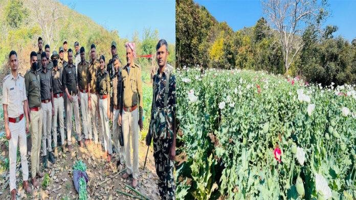 रजौली पुलिस व वन विभाग के टीमों ने अफीम की खेती को किया विनष्ट