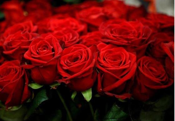 Valentine Week