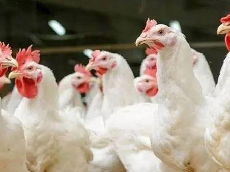 पाकुड़ के पोल्ट्री फार्म में बर्ड फ्लू की पुष्टि, स्वास्थ्य विभाग अलर्ट