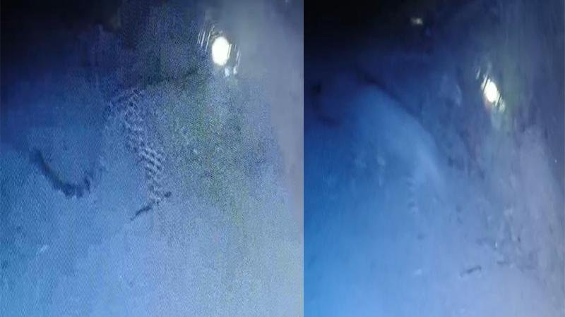 ताराचंडी व बुढ़वा महादेव मंदिर के आसपास दिखे 2 तेंदुआ, CCTV में कैद