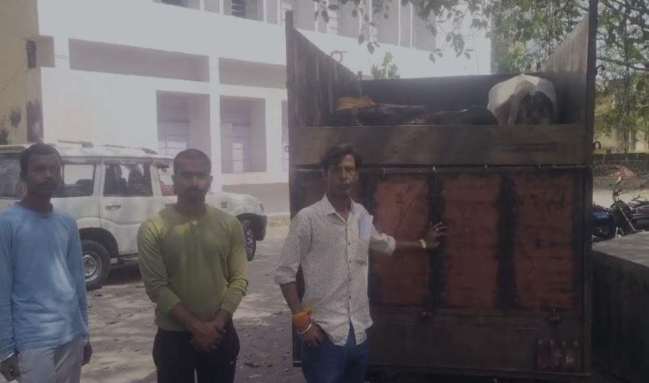 Bokaro : गौ रक्षक वाहिनी ने पकड़ी 6 नंदी गाय; गाड़ी चालक व तस्कर फरार...
