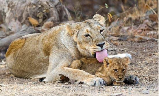 PM Modi ने गुजरात में उठाया Lion Safari का लुत्फ गुजरात के गिर में जंगल सफारी का दृश्य।