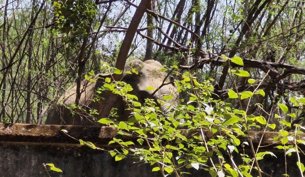 Breaking : हजारीबाग के इस इलाके में अचानक आ घुसा जंगली हाथियों का झुंड, लोगों में दहशत का माहौल...