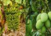 fruits