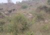 Nawada