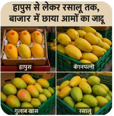 फल मंडियों में घुली आम की मिठास: हापुस से लेकर रसालू तक, बाजार में छाया आमों का जादू