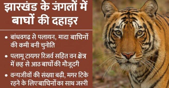 झारखंड के जंगलों में गूंज रही है बाघों की दहाड़: बांधवगढ़ से पलायन कर पहुंचे बाघ, मादा की कमी बनी चुनौती