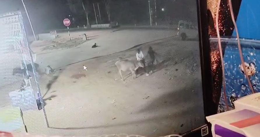 Jamtara Crime : पूरी घटना सीसीटीवी कैमरे में कैद