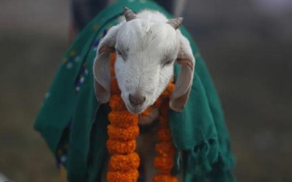 Godda : गए थे बकरे की बलि चढ़ाने खुद की चढ़ गई बलि, कटकर शरीर से अलग...