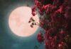 आज की रात आकाश में खिलेगा 'Pink Moon', कुछ ऐसा होगा नजारा...