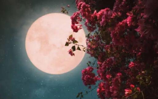 आज की रात आकाश में खिलेगा 'Pink Moon', कुछ ऐसा होगा नजारा...