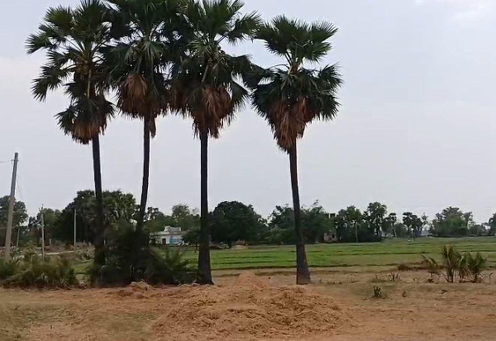 Gayaji