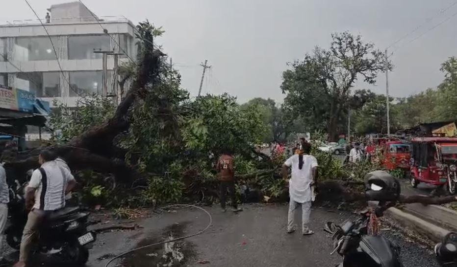 Giridih : बीच रास्ते पर गिरा पेड़