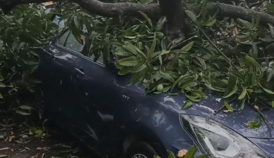Giridih में आंधी और बारिश ने मचाई तबाही, वाहनों में गिरे पेड़ भारी नुकसान...