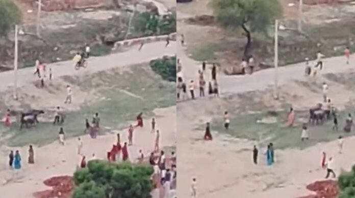 क्रिकेट