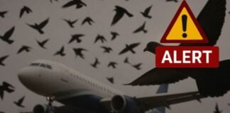 Bird Hit रोकने के लिए रांची एयरपोर्ट अलर्ट: नगर निगम से मांस-मछली की दुकानें हटाने और खुले नालों को ढकने की मांग