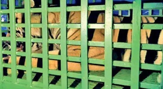 366 रांची से सटे सिल्ली के मारदु गांव में बाघ का आतंक: घर में घुसा, 13 घंटे में रेस्क्यू ऑपरेशन के बाद पकड़ा गया