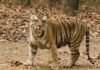 तीन महीने बाद पलामू टाइगर रिजर्व लौटा बाघ, सिली से वन विभाग ने किया सुरक्षित रेस्क्यू