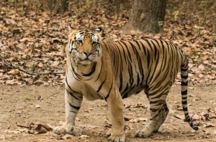 तीन महीने बाद पलामू टाइगर रिजर्व लौटा बाघ, सिली से वन विभाग ने किया सुरक्षित रेस्क्यू