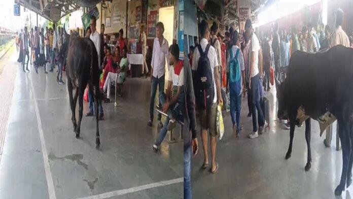 अगर रक्सौल स्टेशन से यात्रा करने की सोच रहे तो हो जाइए सावधान, आवारा पशुओं का बना जमावड़ा