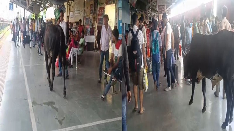 अगर रक्सौल स्टेशन से यात्रा करने की सोच रहे तो हो जाइए सावधान, आवारा पशुओं का बना जमावड़ा