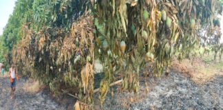 फल से लदे पेड़ में लगाई गई आग, लाखों का नुकसान