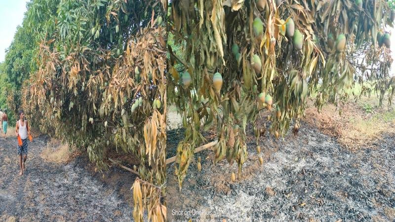 फल से लदे पेड़ में लगाई गई आग, लाखों का नुकसान