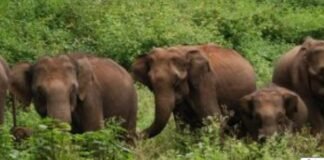 Lohardaga: हाथियों का आतंक जारी, चार दिनों में दो दर्जन घर क्षतिग्रस्त, वन विभाग पर ग्रामीणों का फूटा गुस्सा