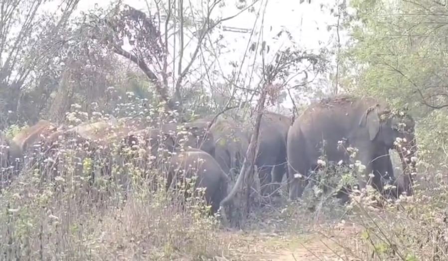 हाथियों के आतंक से ग्रामीण परेशान, फिर एक को कुचला, 4 महीने में 4 लोगों की मौत